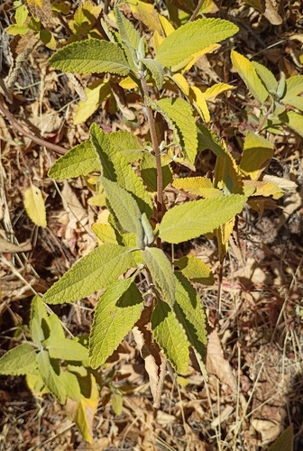 Lepechinia calycina observed 2026-10-09