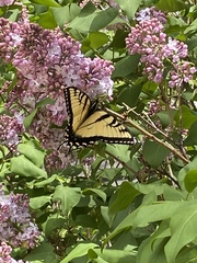 Papilio canadensis