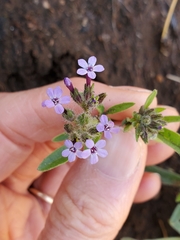 Allophyllum gilioides gilioides