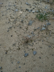 Bupleurum semicompositum