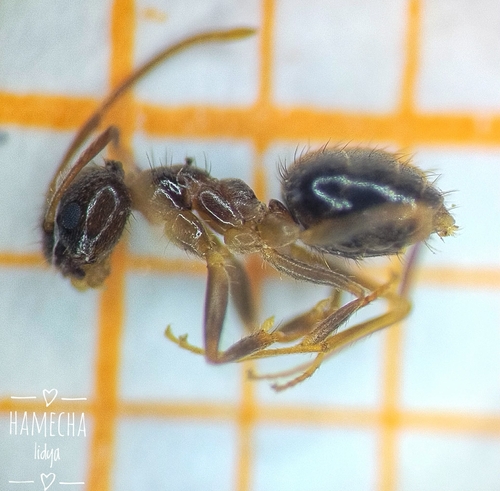 Jägerskiöld's crazy ant