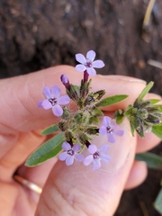 Allophyllum gilioides gilioides
