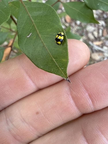 Fungus-eating ladybird