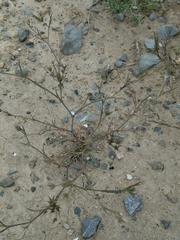 Bupleurum semicompositum