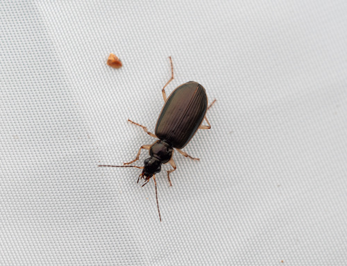 Notagonum, 2026-10-06