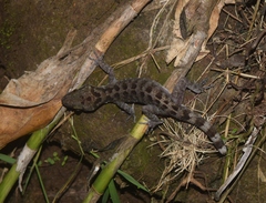 Marbled Bow-Fingered Gecko photo 2