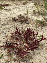 Euphorbia ipecacuanhae