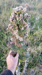 Pterocaulon balansae