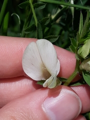 Vicia lutea