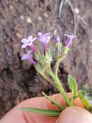 Allophyllum gilioides gilioides