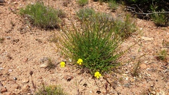 Crocanthemum aldersonii