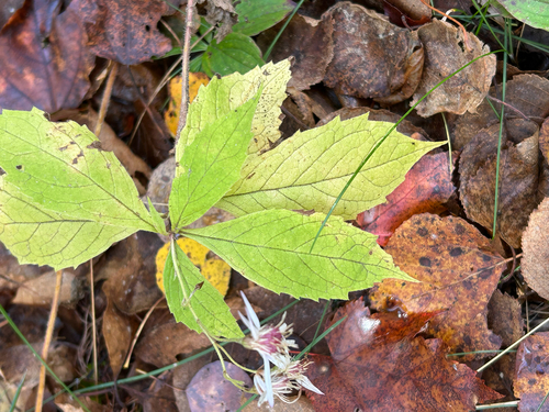 whorled wood aster