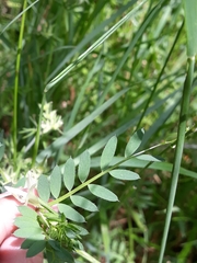 Vicia lutea