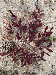 Euphorbia ipecacuanhae