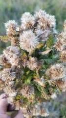 Pterocaulon balansae