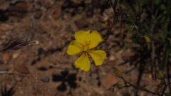 Crocanthemum aldersonii