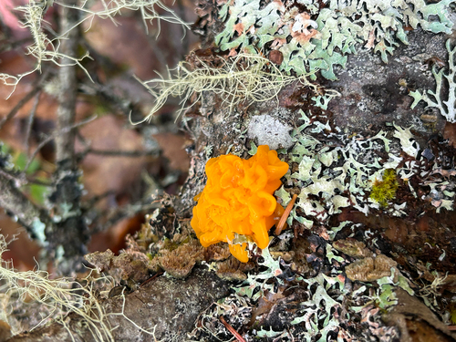 Orange Jelly Spot