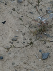 Bupleurum semicompositum