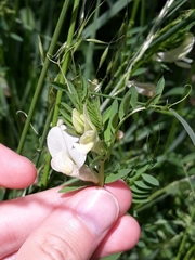 Vicia lutea