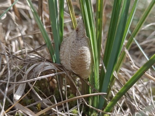European Mantis
