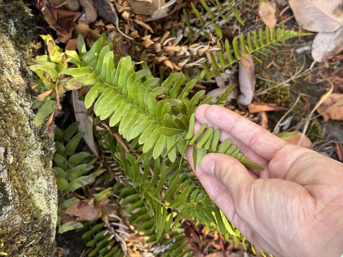 Polystichum imbricans observed 2026-10-08