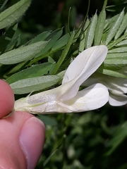 Vicia lutea