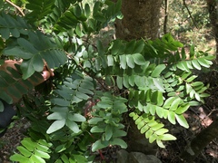 Gleditsia rolfei