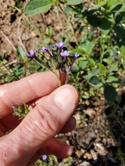 Allophyllum gilioides gilioides