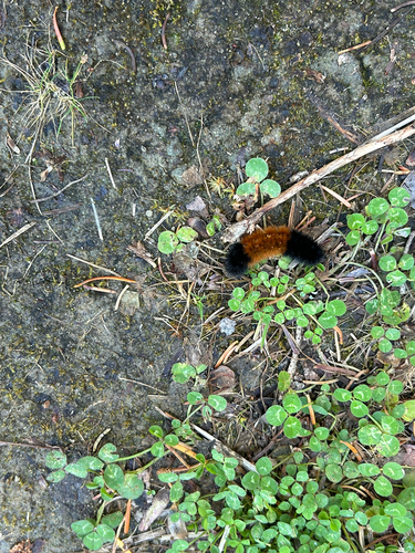 Isabella Tiger Moth