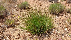 Crocanthemum aldersonii