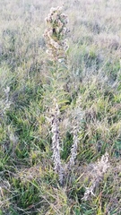 Pterocaulon balansae