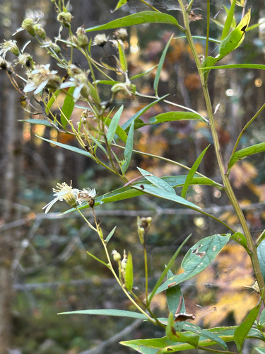 flat-top white aster