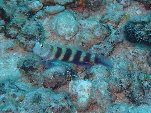 Amblyeleotris wheeleri observed 2026-09-08
