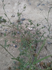 Bupleurum semicompositum