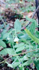 Vaccinium stamineum image