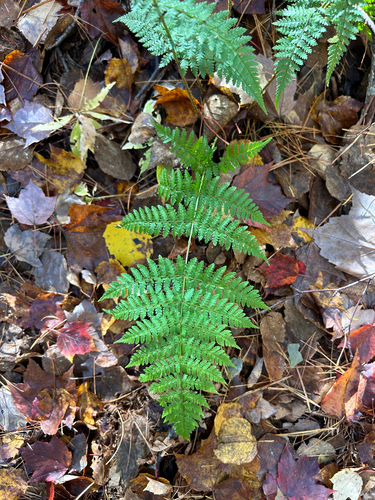 intermediate wood fern