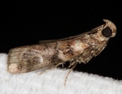 Dioryctria pygmaeella