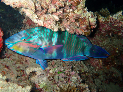 Scarus russelii observed 2026-09-08