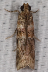 Dioryctria pygmaeella