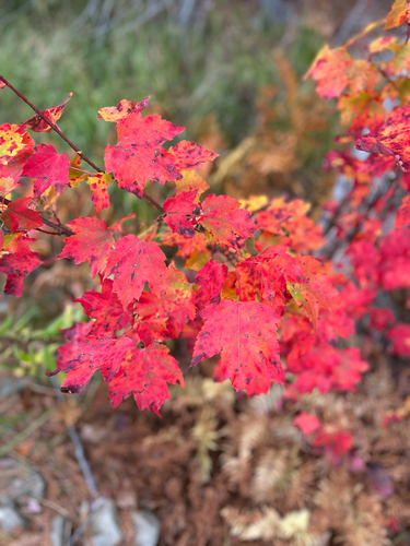 red maple