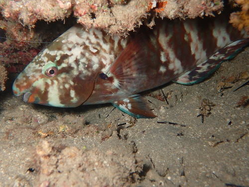 Scarus russelii observed 2026-09-08