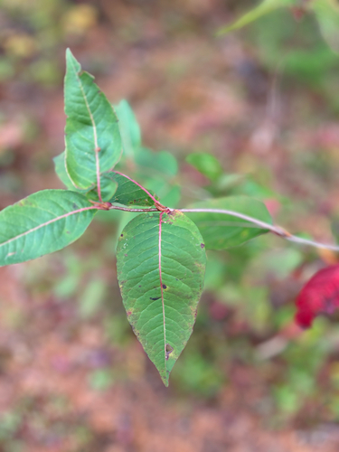 northern wild raisin