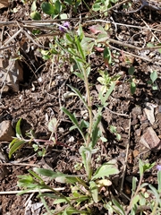 Allophyllum gilioides gilioides