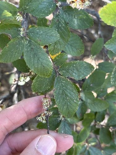 Cedar Elm
