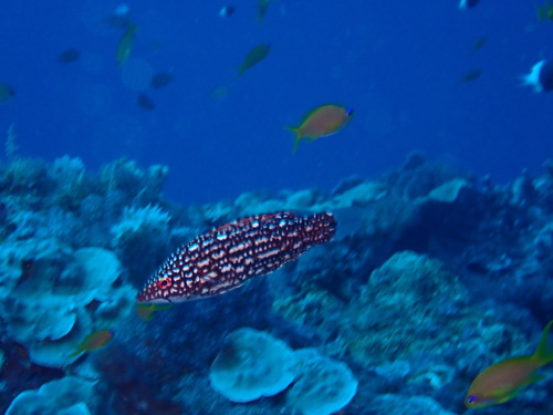 Bodianus diana observed 2026-09-09