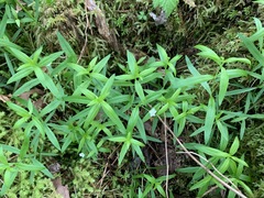 Moehringia macrophylla