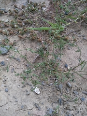 Bupleurum semicompositum