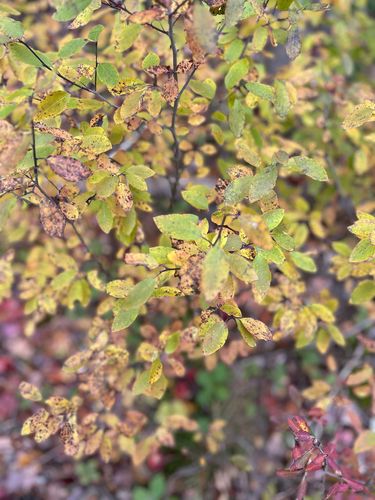 Mountain holly