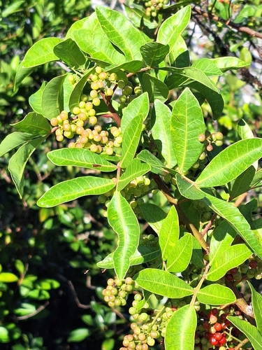 Schinus terebinthifolia observed 2026-10-09
