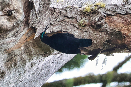 Ptiloris paradiseus observed 2026-09-27